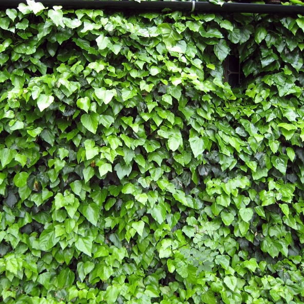 گیاهان موثر در رفع آلودگی هوا را بیشتر بشناسید (+عکس) گیاهان موثر در رفع آلودگی هوا را بیشتر بشناسید (+عکس)