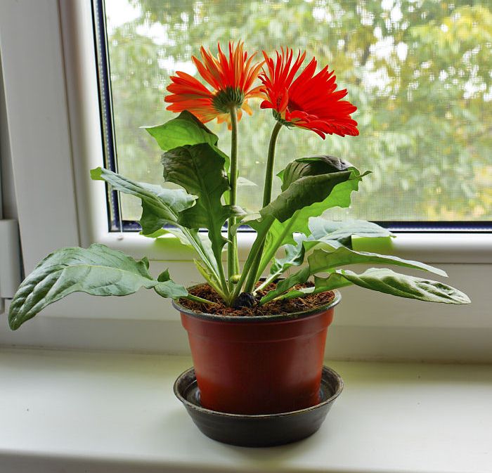 گیاهان موثر در رفع آلودگی هوا را بیشتر بشناسید (+عکس) گیاهان موثر در رفع آلودگی هوا را بیشتر بشناسید (+عکس)