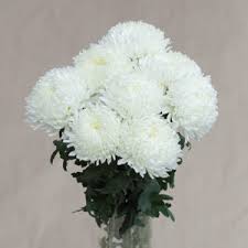 گیاهان موثر در رفع آلودگی هوا را بیشتر بشناسید (+عکس) گیاهان موثر در رفع آلودگی هوا را بیشتر بشناسید (+عکس)