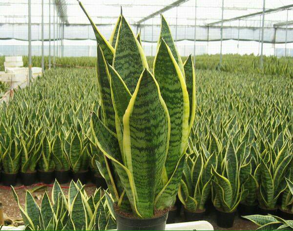 گیاهان موثر در رفع آلودگی هوا را بیشتر بشناسید (+عکس) گیاهان موثر در رفع آلودگی هوا را بیشتر بشناسید (+عکس)