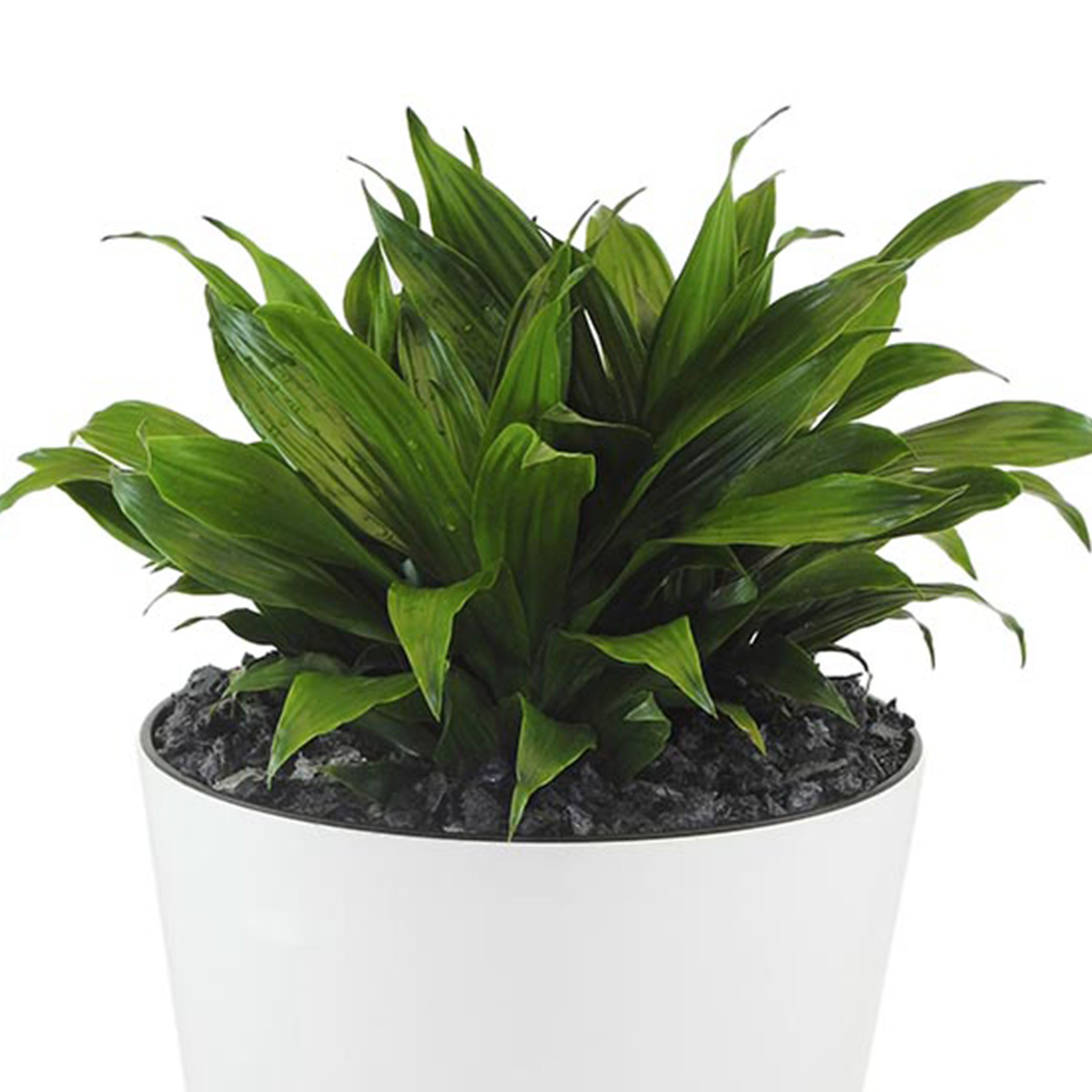 گیاهان موثر در رفع آلودگی هوا را بیشتر بشناسید (+عکس) گیاهان موثر در رفع آلودگی هوا را بیشتر بشناسید (+عکس)