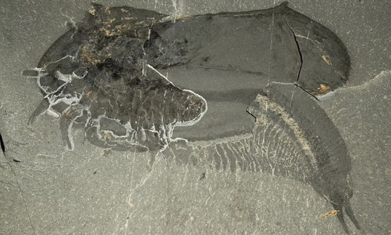 کشف هیولای دریایی 507 میلیون ساله (+عکس)