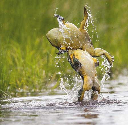 ﻿قورباغه‌های کشتی گیر (عکس)