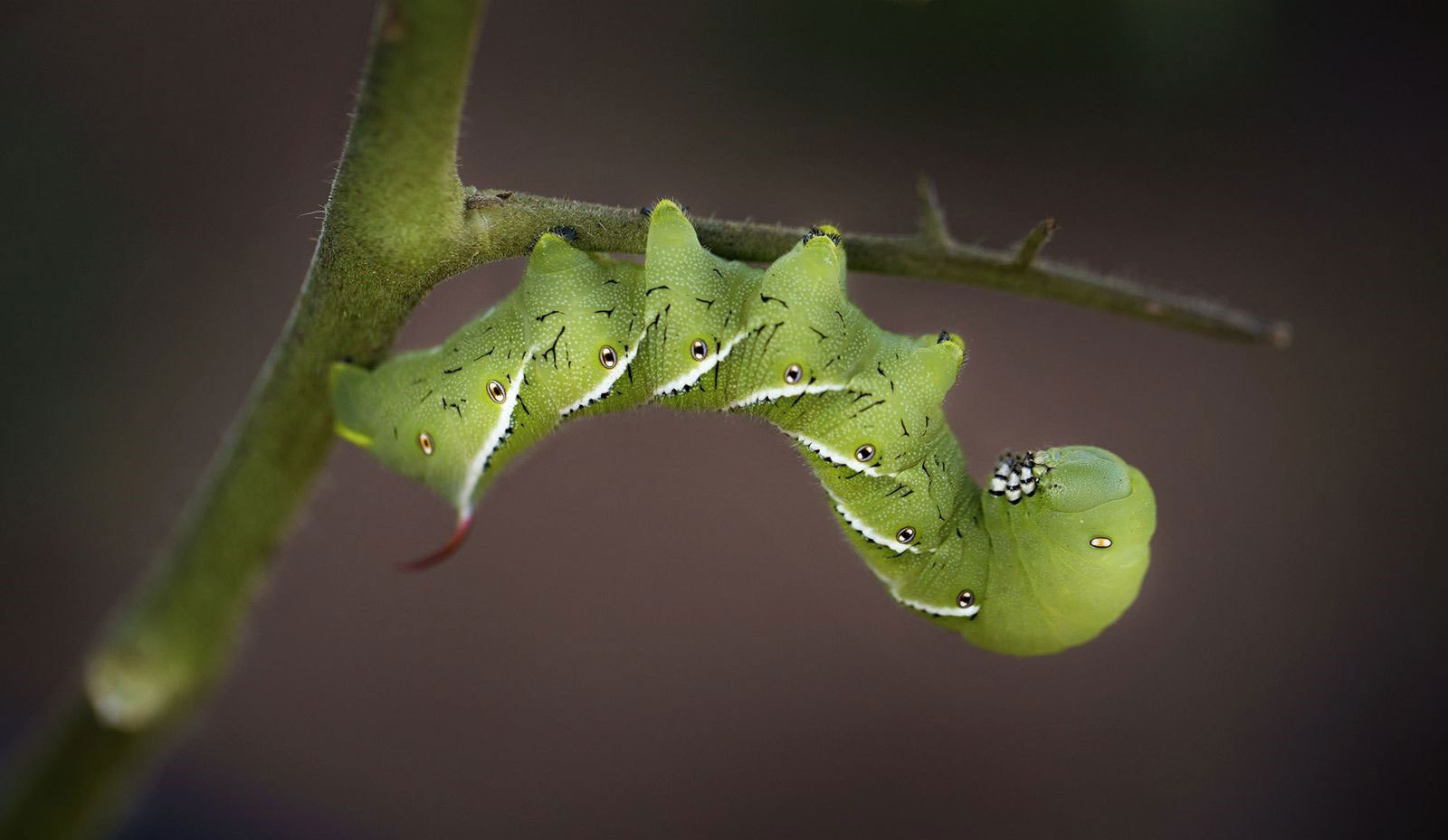 راه کرم (عکس)