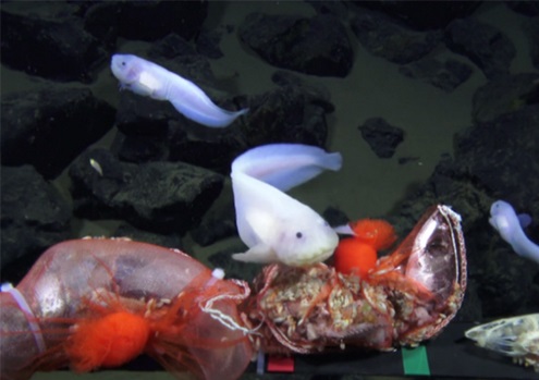 عمق کشف این ماهی رکورد به جا گذاشت (+عکس)