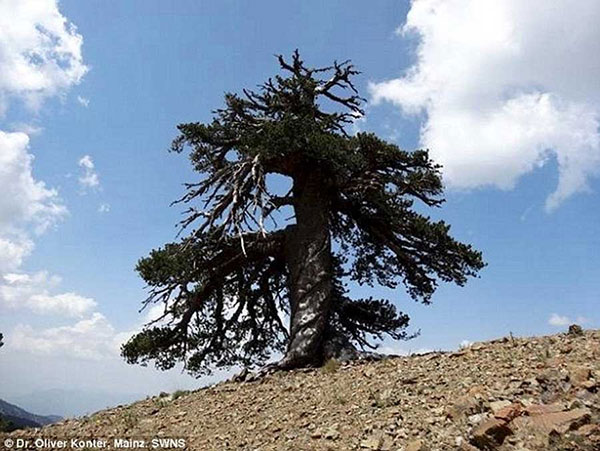 کاج آدونیس 1000 ساله پیرترین درخت اروپا در یونان (+عکس)