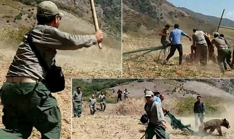 برخورد با عاملان قتل خرس در گلستان؛ حل مسئله یا پاک کردن صورت مسئله؟ برخورد با عاملان قتل خرس در گلستان؛ حل مسئله یا پاک کردن صورت مسئله؟