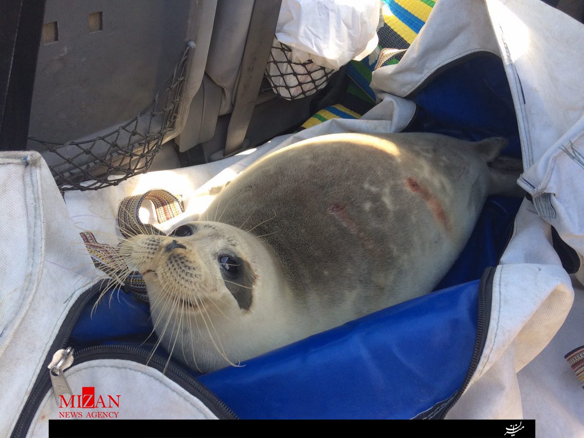 نجات فوک خرزی در مرز ایران و ترکمنستان (+عکس) نجات فوک خرزی در مرز ایران و ترکمنستان (+عکس)