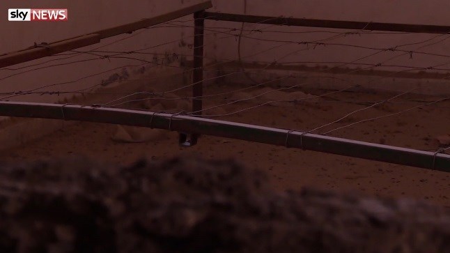 وحشت عریان در