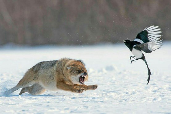 درگیری روباه و زاغ (+عکس)