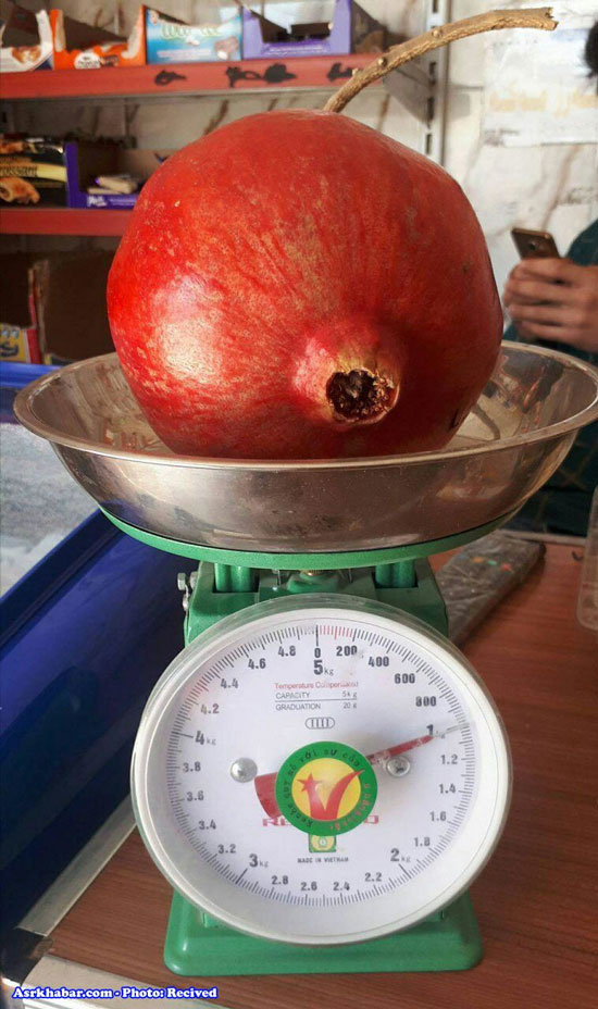 انار یک کیلویی در کردستان (عکس)