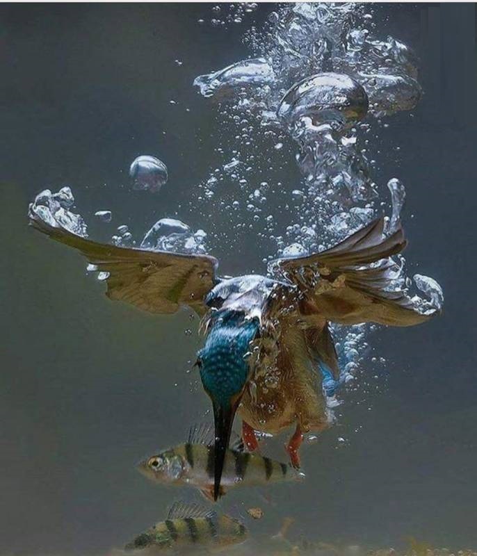 شکار ماهرانه پرنده ماهی خوار (عکس)