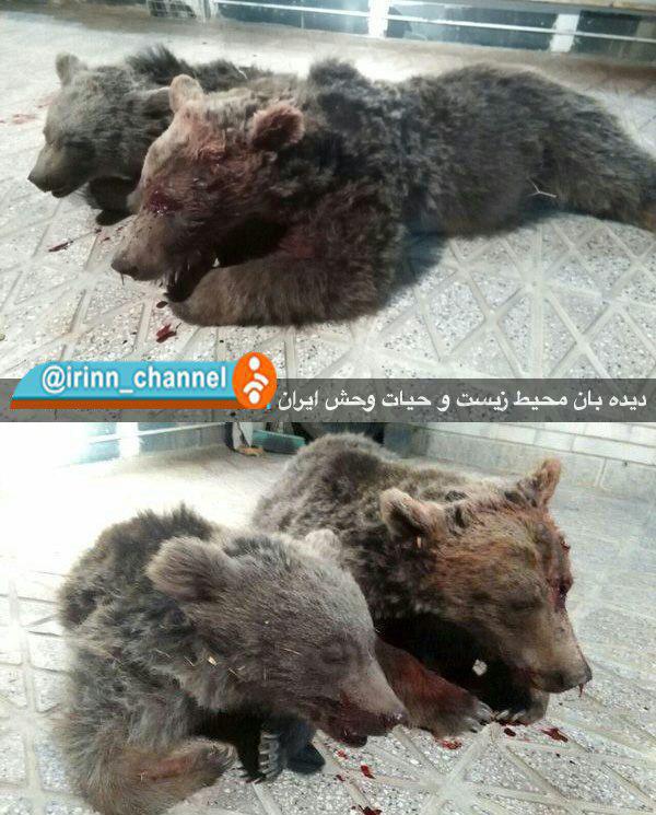 تلف شدن 2 قلاده خرس در حادثه رانندگی تلف شدن 2 قلاده خرس در حادثه رانندگی