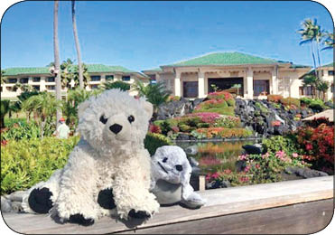 تعطیلات لوکس خرس عروسکی گمشده در هاوایی تعطیلات لوکس خرس عروسکی گمشده در هاوایی