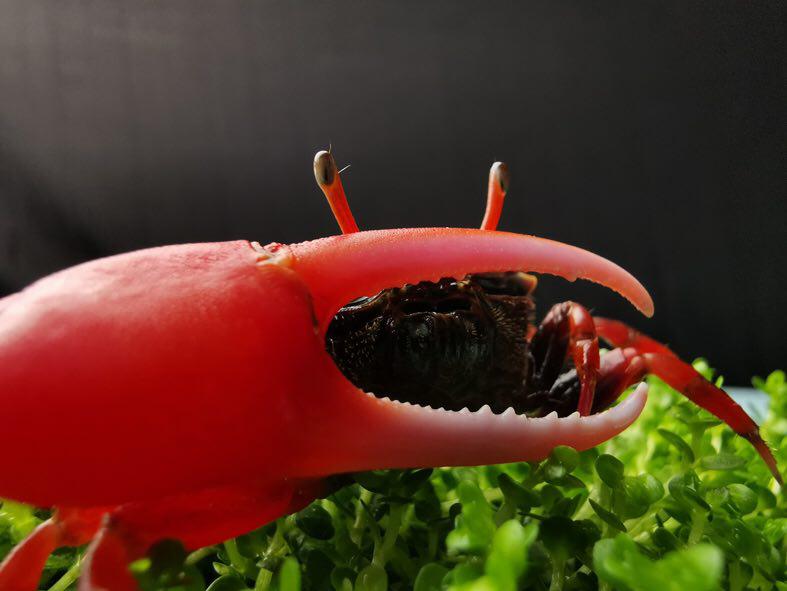 این گوشی هنرمند درونتان را بیدار می‌کند