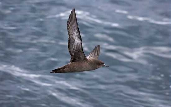 طولانی‌ترین مهاجرت‌ها در دنیای حیوانات (+عکس)