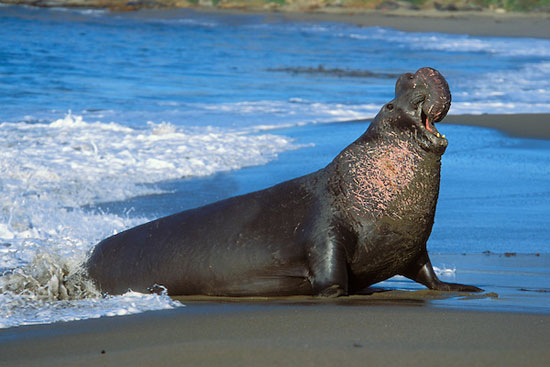 طولانی‌ترین مهاجرت‌ها در دنیای حیوانات (+عکس)