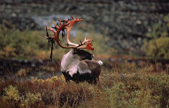 طولانی‌ترین مهاجرت‌ها در دنیای حیوانات (+عکس)