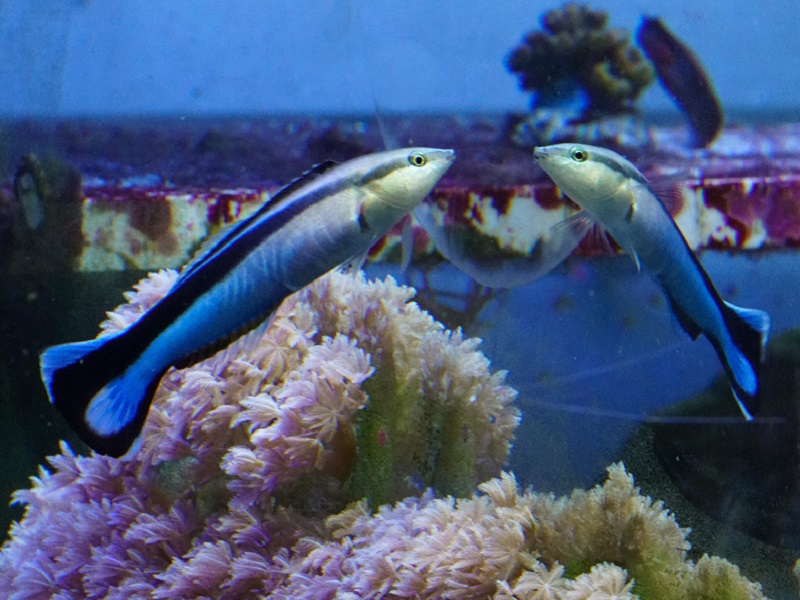 ماهی هایی که خود را در آینه می شناسند (+عکس)