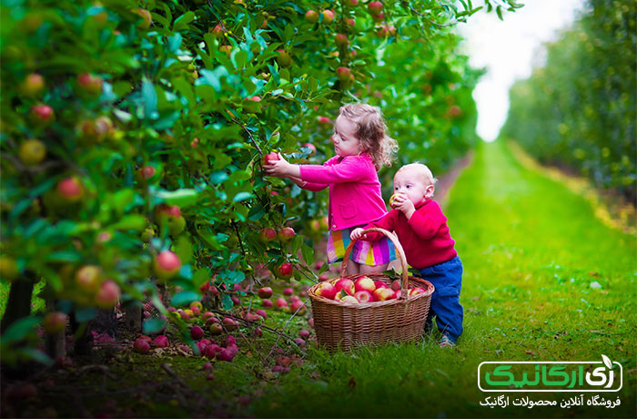 بهترین مرجع شناسائی و خرید محصولات ارگانیک کجاست؟