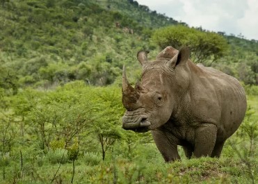خاطرات بهیادماندنی که در تور ژوهانسبورگ میتوان تجربه کرد خاطرات بهیادماندنی که در تور ژوهانسبورگ میتوان تجربه کرد