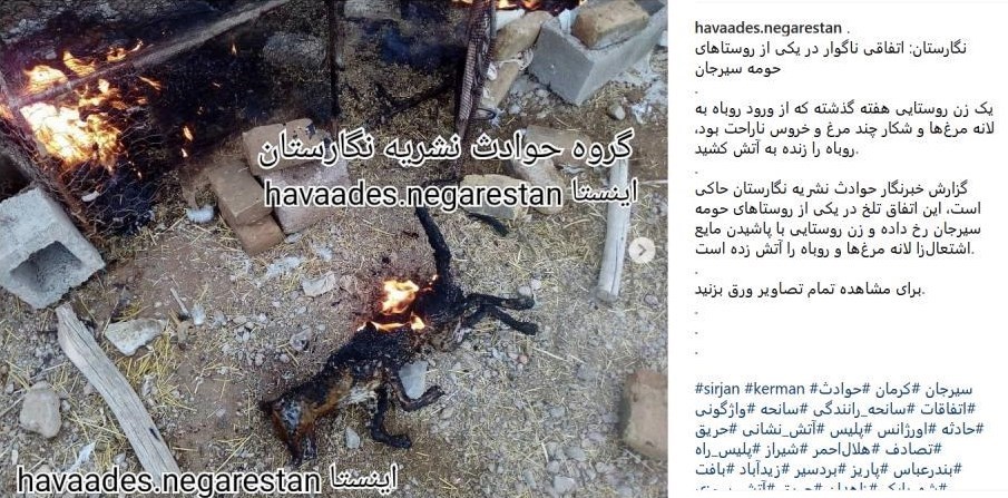 اعلام جرم علیه عامل به آتش کشیدن یک روباه اعلام جرم علیه عامل به آتش کشیدن یک روباه