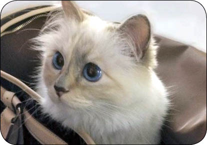 ارث نجومی برای یک گربه