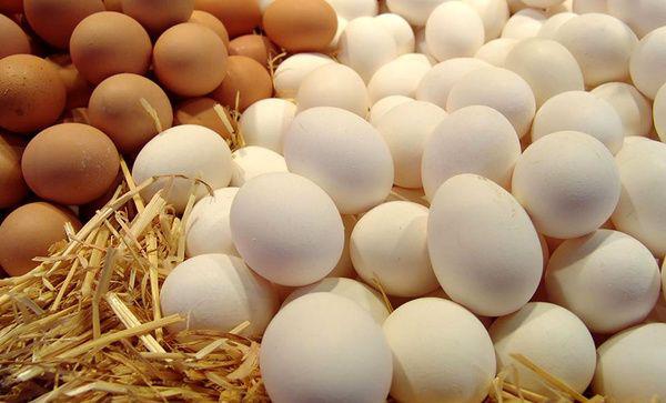 واردات تخم مرغ متوقف شد/ هرکیلو تخم مرغ 1600 تومان خریداری می شود
