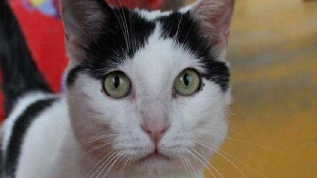 گربه خوششانس وارث پیرزن ایتالیایی! (+عکس) گربه خوششانس وارث پیرزن ایتالیایی! (+عکس)