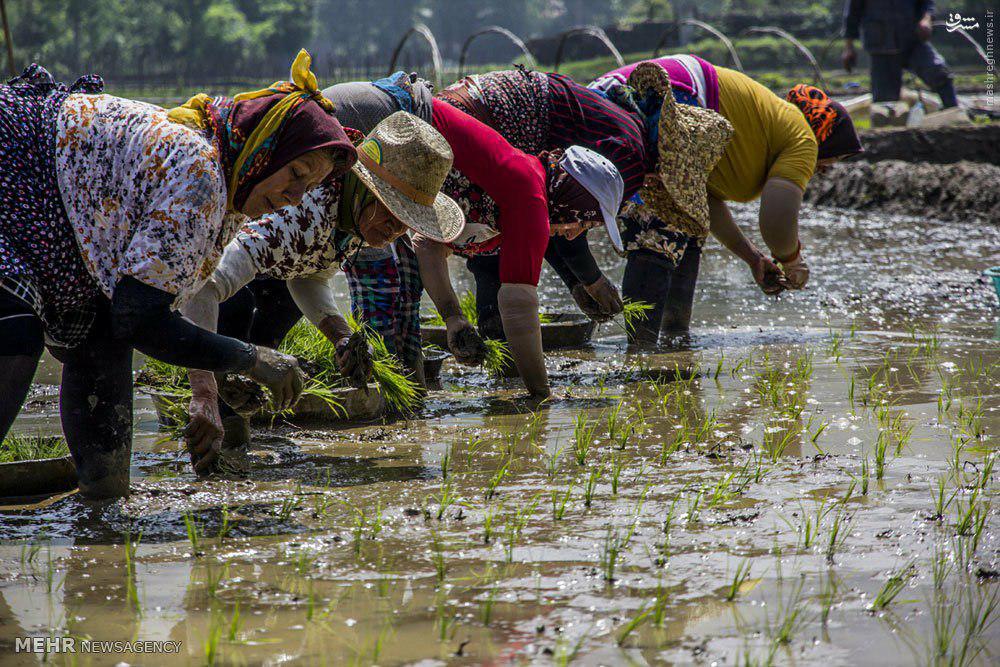 ممنوعیت کشت برنج، چرا و چگونه؟/دولت، مشوّق هایی را برای کشت جایگزین در نظر بگیرد/باید با کم آبی و کم بارشی، عقلانی رفتار کنیم