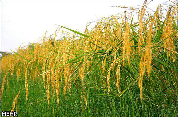 ممنوعیت کشت برنج، چرا و چگونه؟/دولت، مشوّق هایی را برای کشت جایگزین در نظر بگیرد/باید با کم آبی و کم بارشی، عقلانی رفتار کنیم