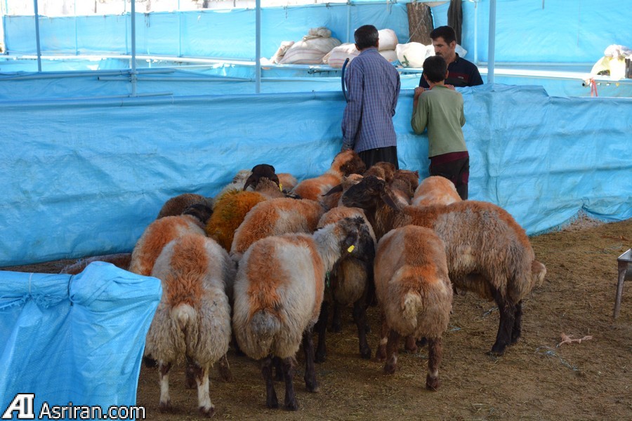 صادرات دام ممنوع شد