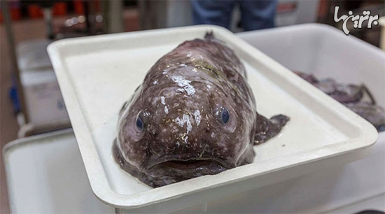 در عمق 5000 متری اقیانوس چه خبر است؟ (+عکس)