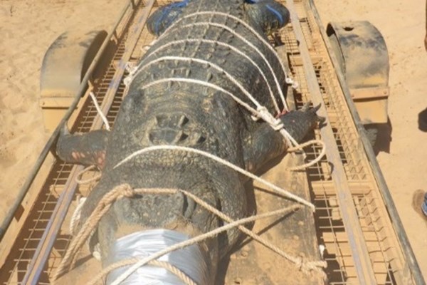 به دام انداختن کروکودیل 4.71 متری (+عکس)