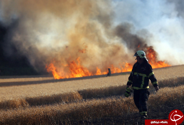 پرنده‌ای که یک مزرعه را به آتش کشید! (+عکس)