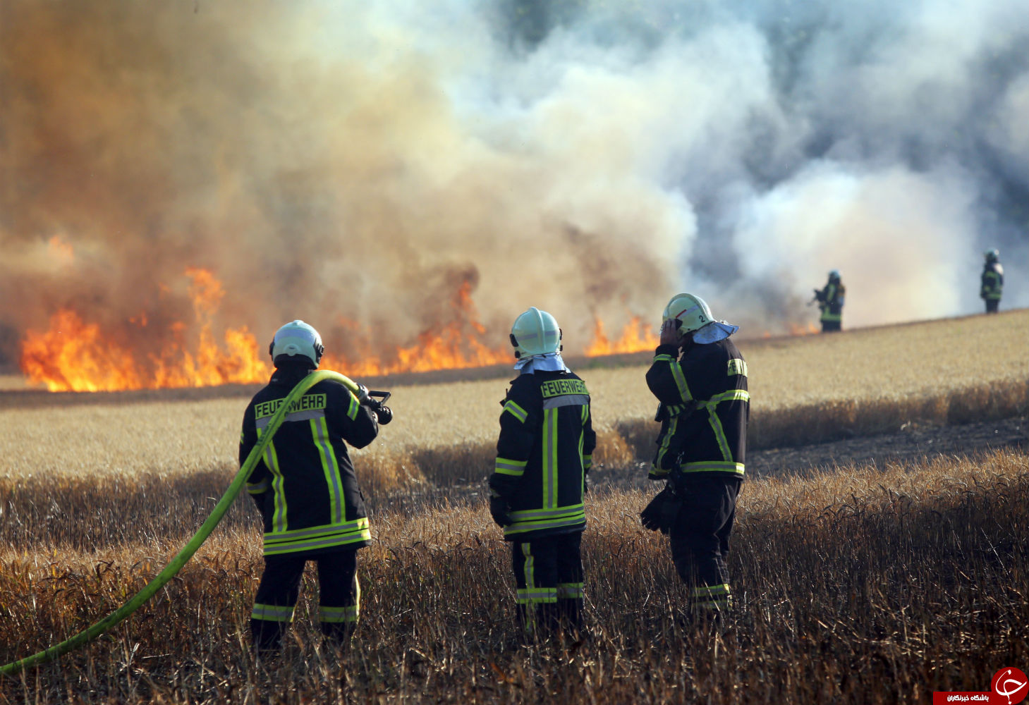 پرنده‌ای که یک مزرعه را به آتش کشید! (+عکس)