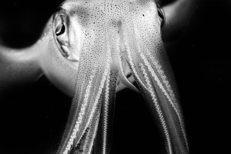 رخ‌به‌رخ با ماهی مرکب (عکس)