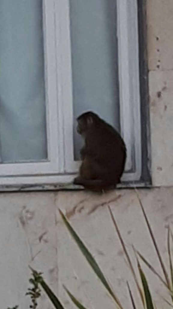 حمله میمون بازیگوش به آرایشگاه زنانه در شمال (+عکس)