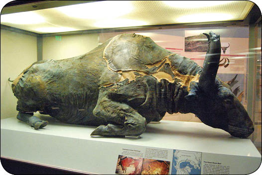 کباب 36000 ساله گاومیش! کباب 36000 ساله گاومیش!