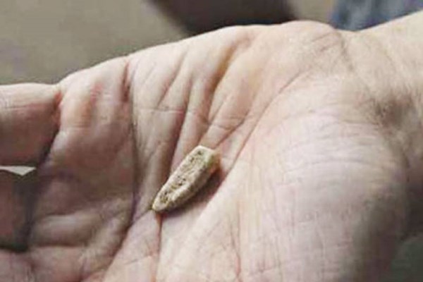 کشف دندان شیری 560 هزار ساله (+عکس)