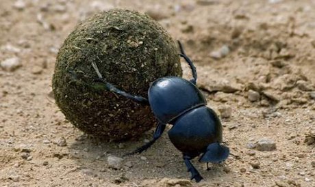 ما انسانیم نه سرگین غلتانک!