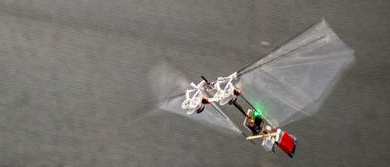 حشره رباتیک هلندی‌ها (+عکس)