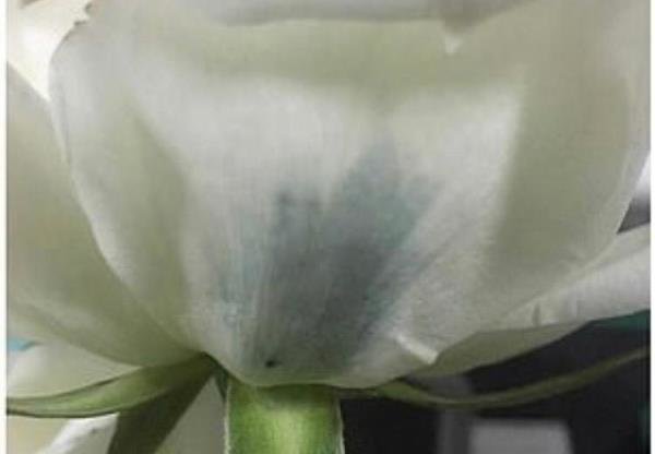 نخستین رز آبی رنگ طبیعی جهان (+عکس)