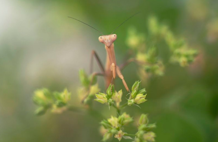 ملخ دعاگو (+عکس)