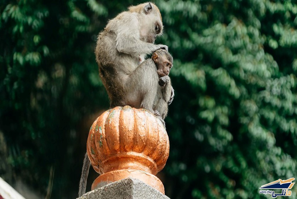 میمون های کوالالامپور میمون های کوالالامپور