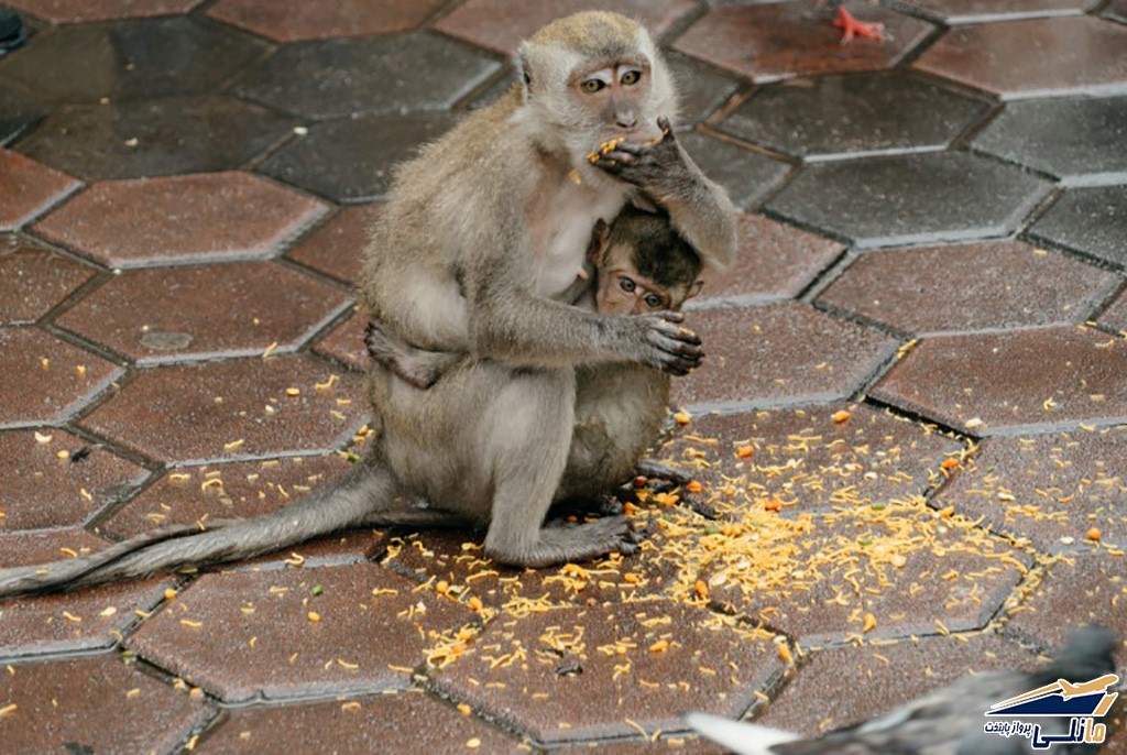 میمون های کوالالامپور میمون های کوالالامپور
