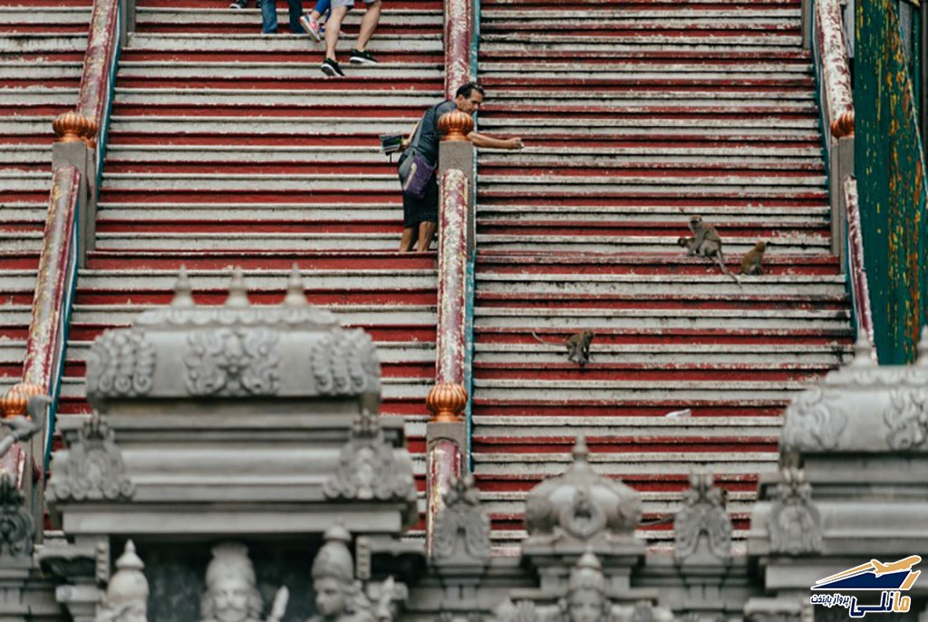 میمون های کوالالامپور میمون های کوالالامپور
