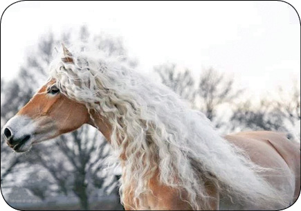 سلبریتی محبوب اینستاگرام سلبریتی محبوب اینستاگرام