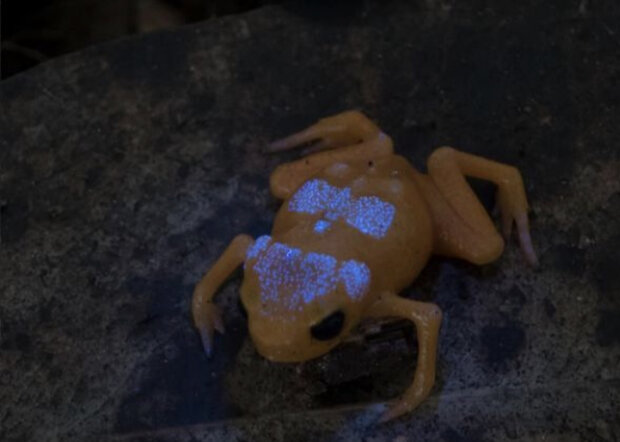 قورباغه برزیلی اسکلت فلورسنت دارد (+عکس)