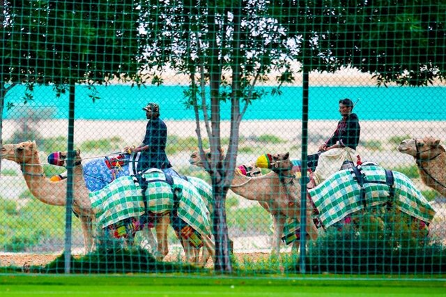 شترهای فوتبالدوست (+عکس) شترهای فوتبالدوست